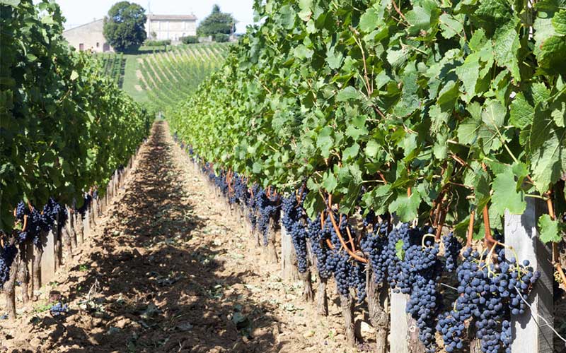 la-bretaudiere-terroirs-04